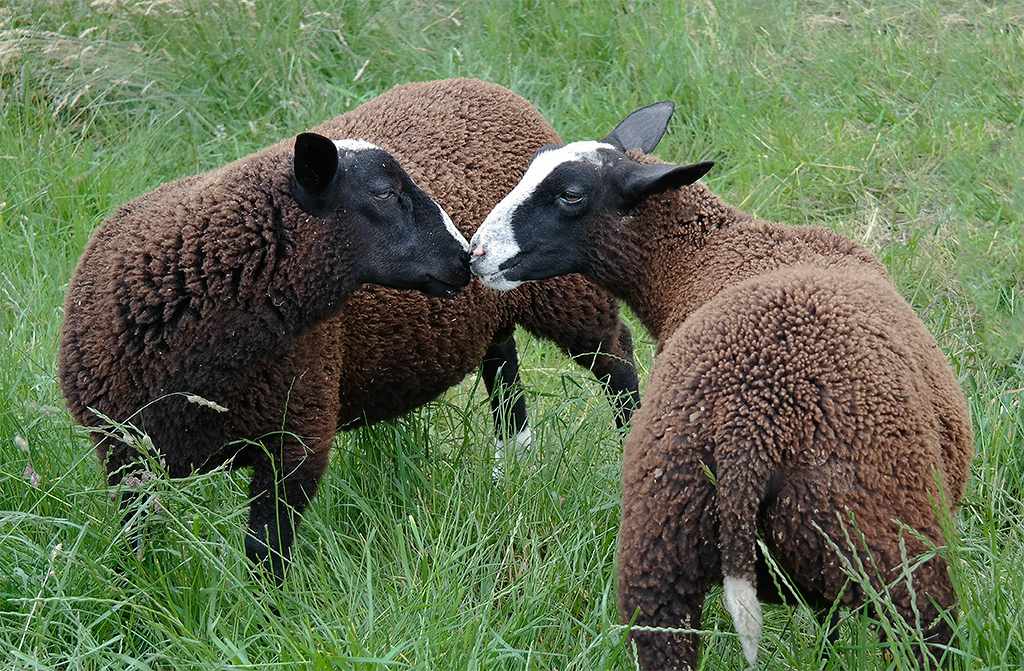 4711 Tiere Holland 6 - 2013 _SAM_1370-1 Kopie.jpg